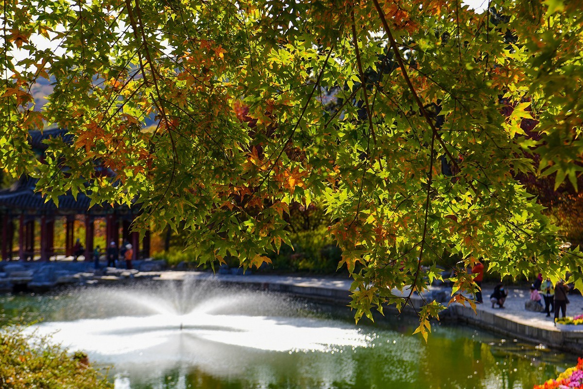 2022年第907贴-香山公园红叶季-2（1104F）