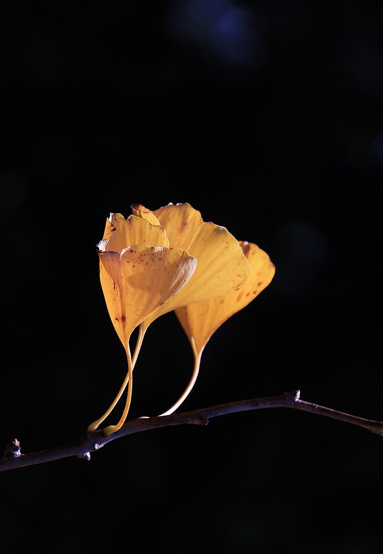 2023年元月一日新年第一帖。祝大家新年快乐万事如意！