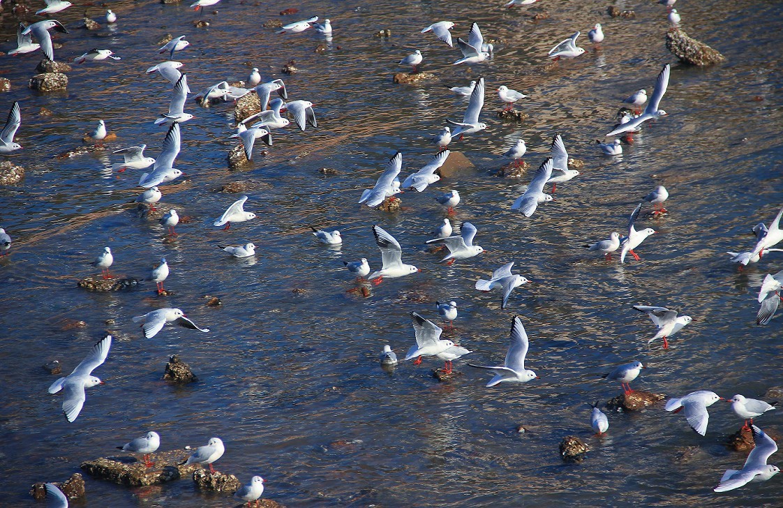 2023年元月一日新年第一帖。祝大家新年快乐万事如意！