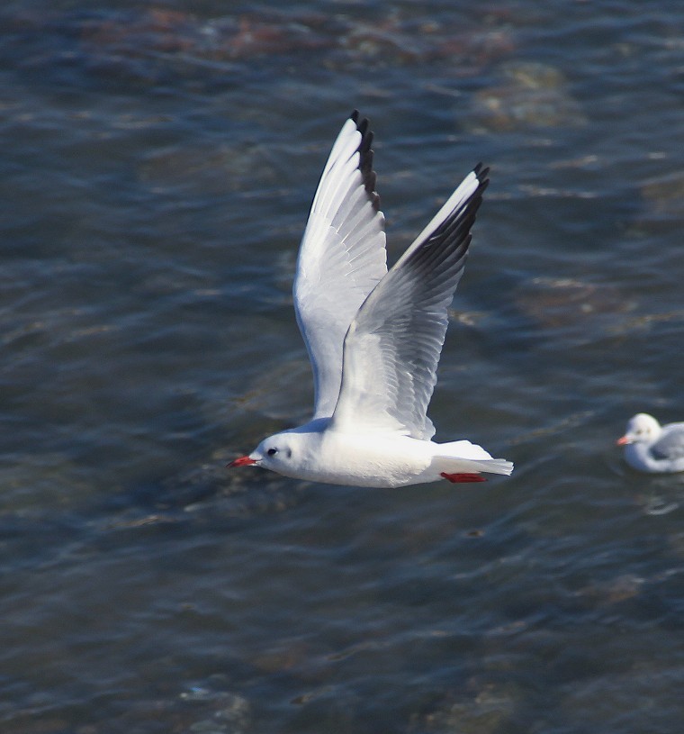 2023年元月一日新年第一帖。祝大家新年快乐万事如意！