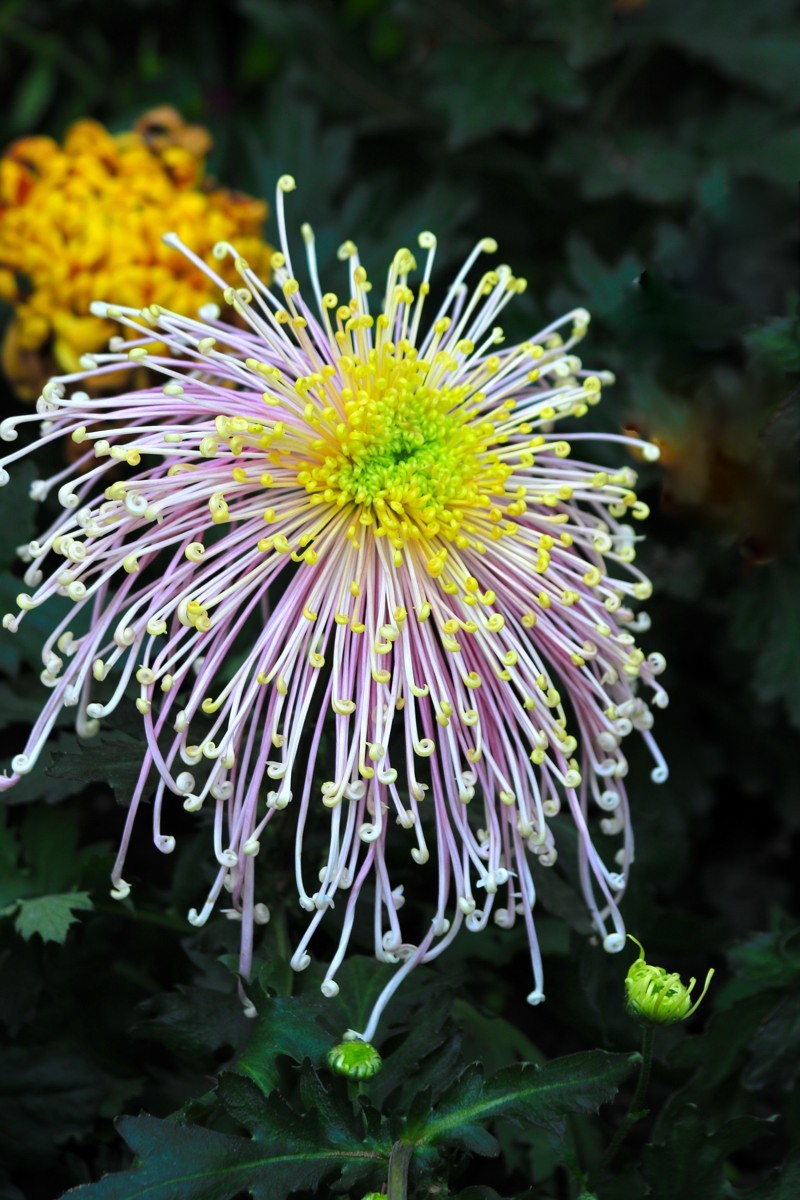 成都市笫六十届菊花展暨中国菊花名品展六