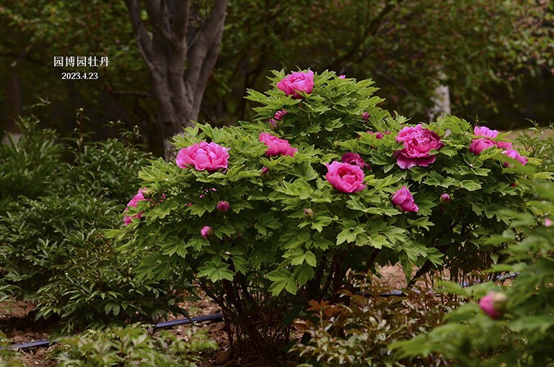 暮春的几枝牡丹