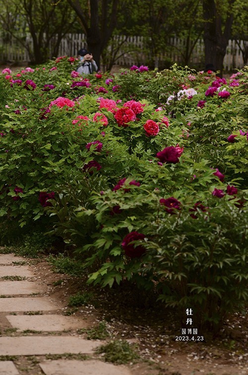 暮春的几枝牡丹