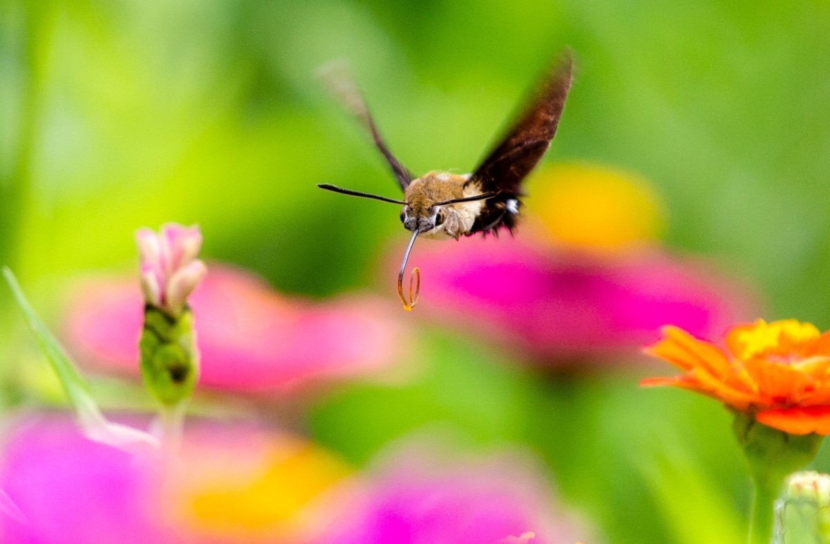 蜂鸟摄影官网 ChMkK2SkCtGIXNBfAAKjeccP98kAASQhwKYjUgAAqOR794.jpg