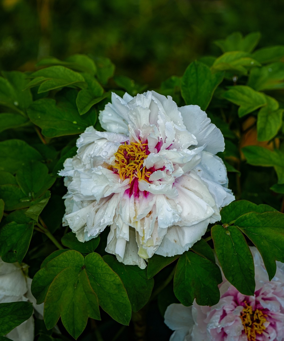 春游景山公园20240411 《1》