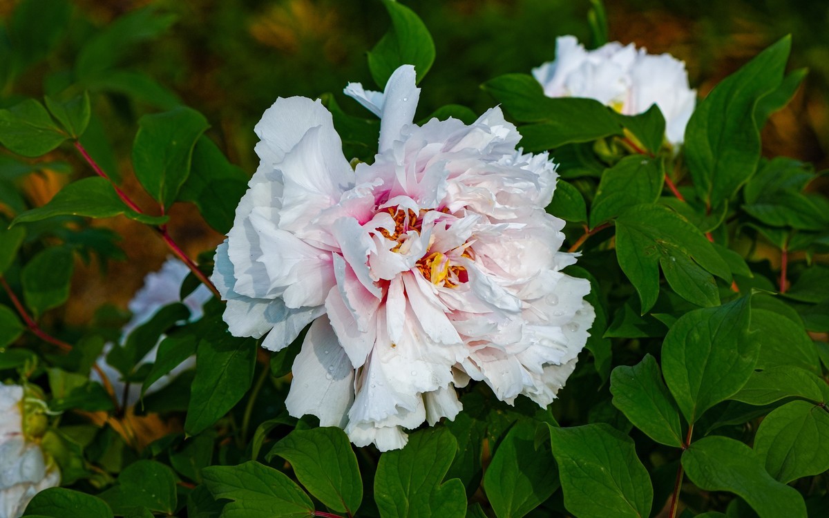 春游景山公园20240411 《1》