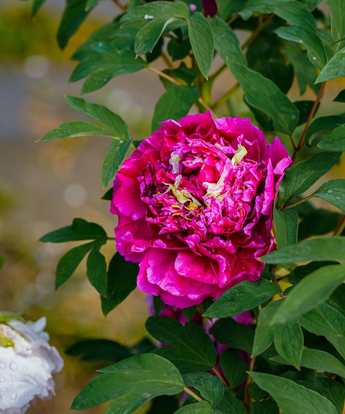 春游景山公园20240411 《1》