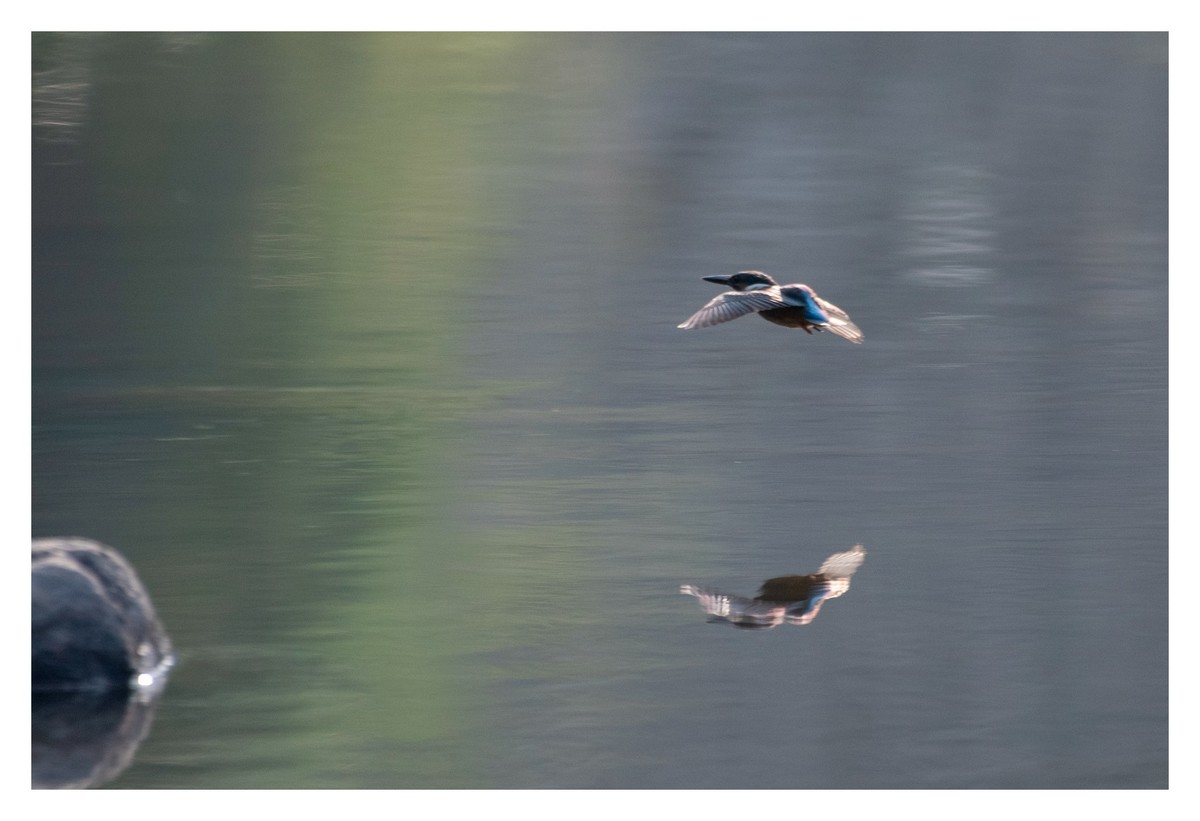 尼康D850拍翠鸟3