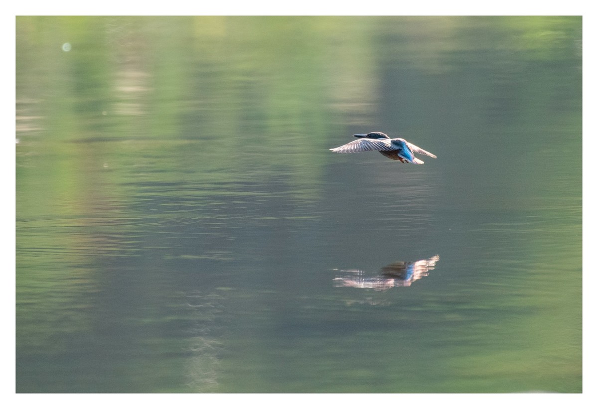 尼康D850拍翠鸟3