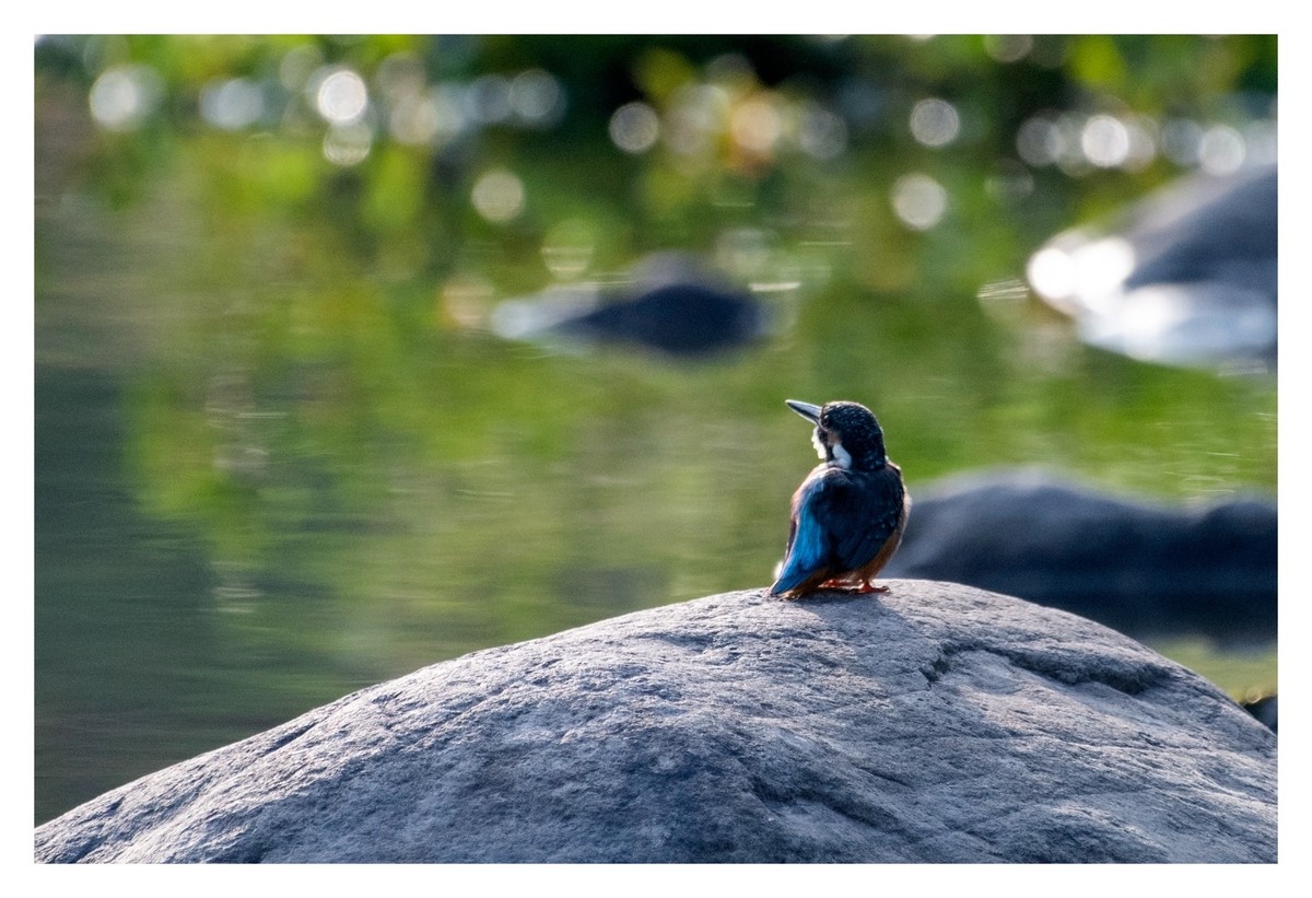 尼康D850拍翠鸟3