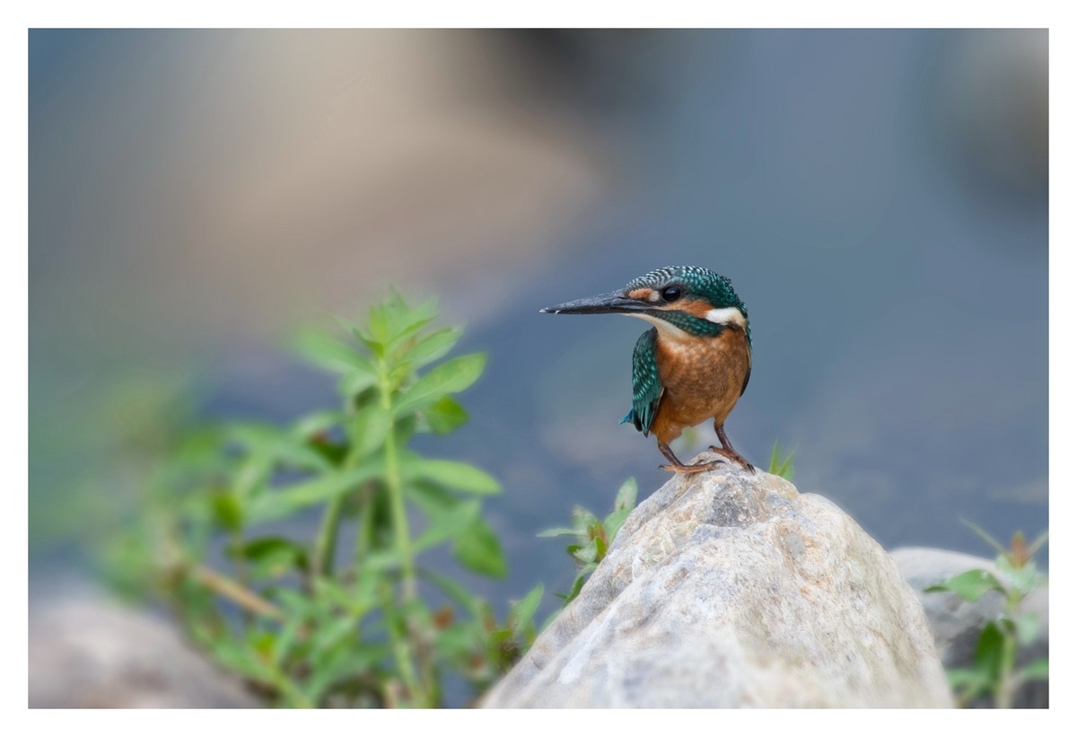 尼康D850拍翠鸟3