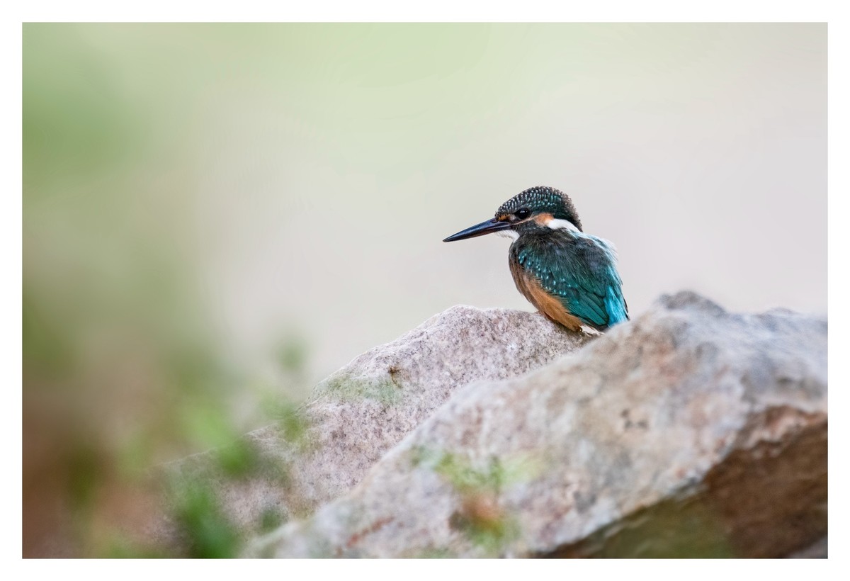 尼康D850拍翠鸟4