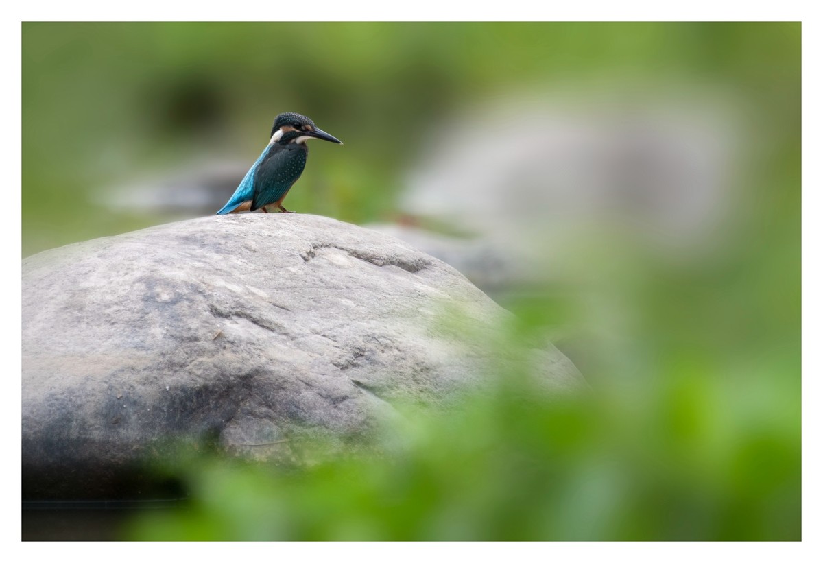 尼康D850拍翠鸟4