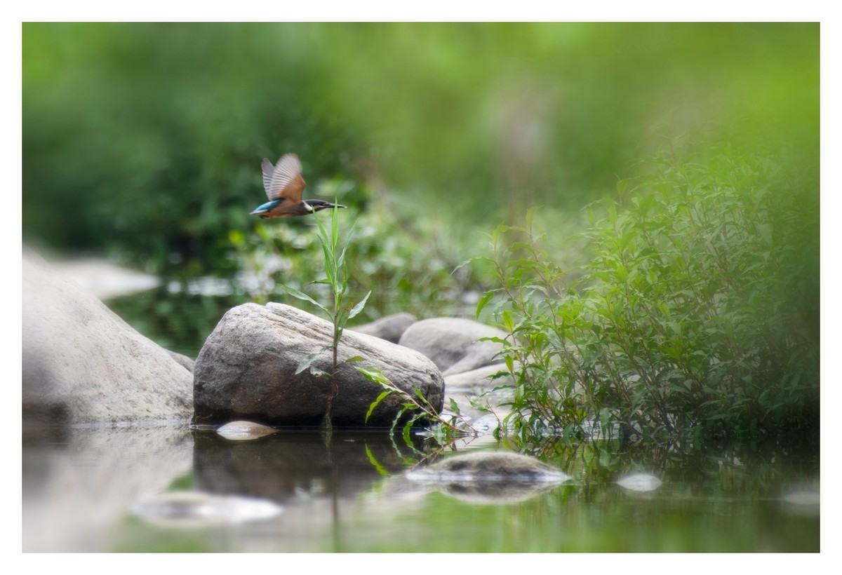 尼康D850拍翠鸟4