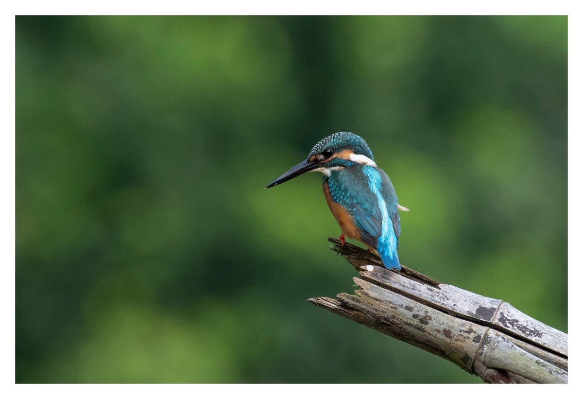 尼康D850拍翠鸟4