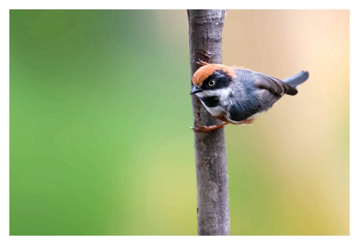 尼康D850拍红头山雀