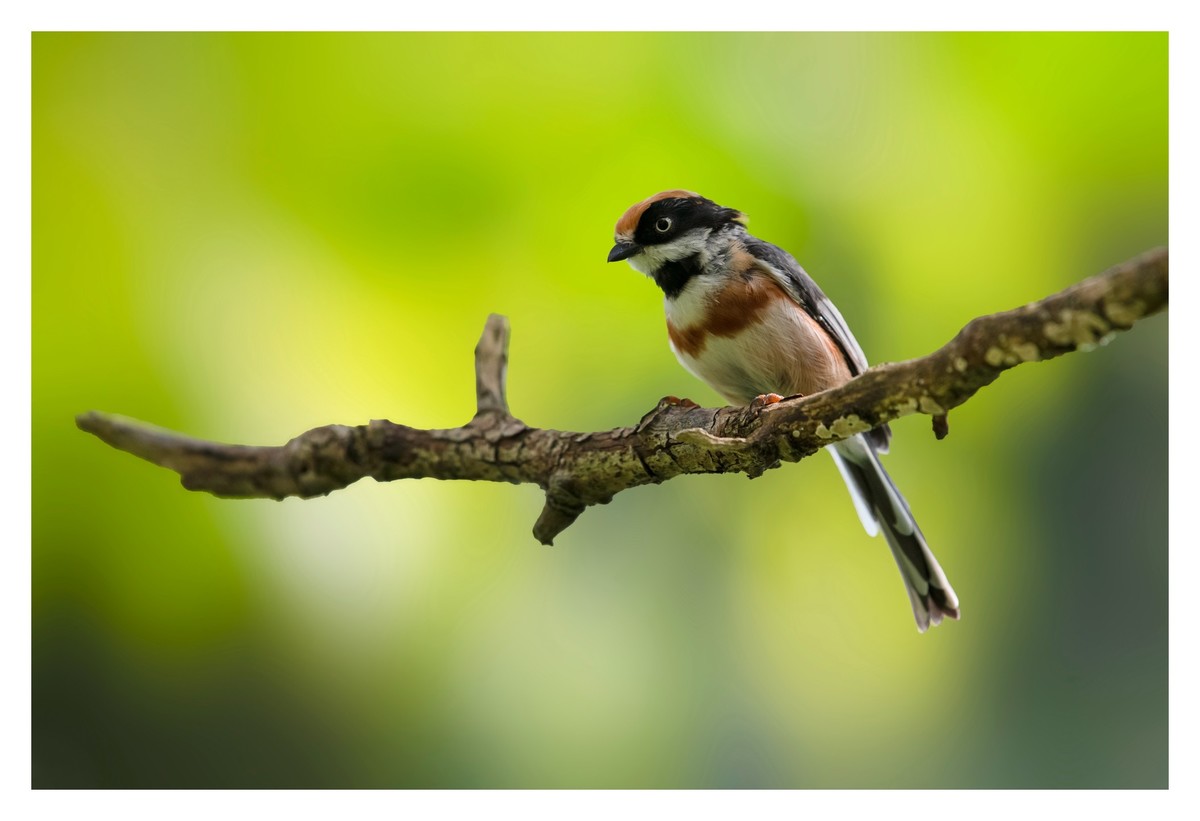 尼康D850拍红头山雀
