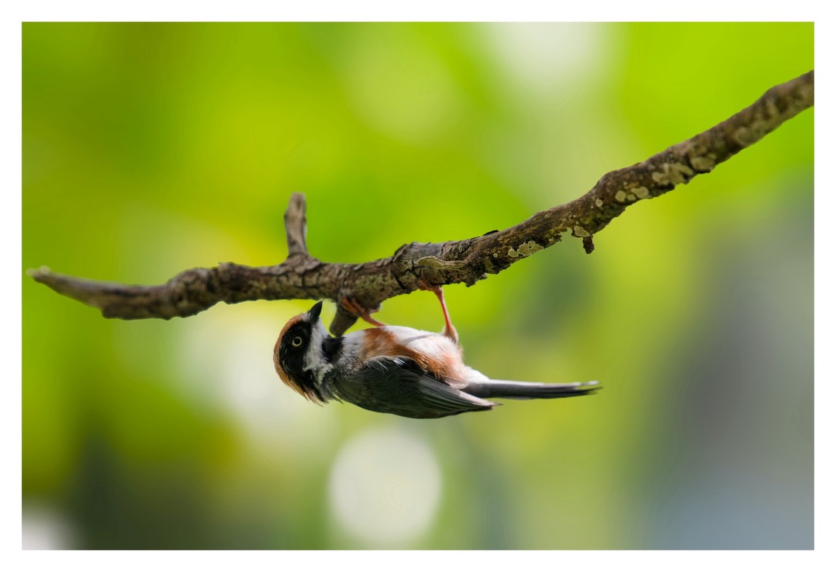 尼康D850拍红头山雀