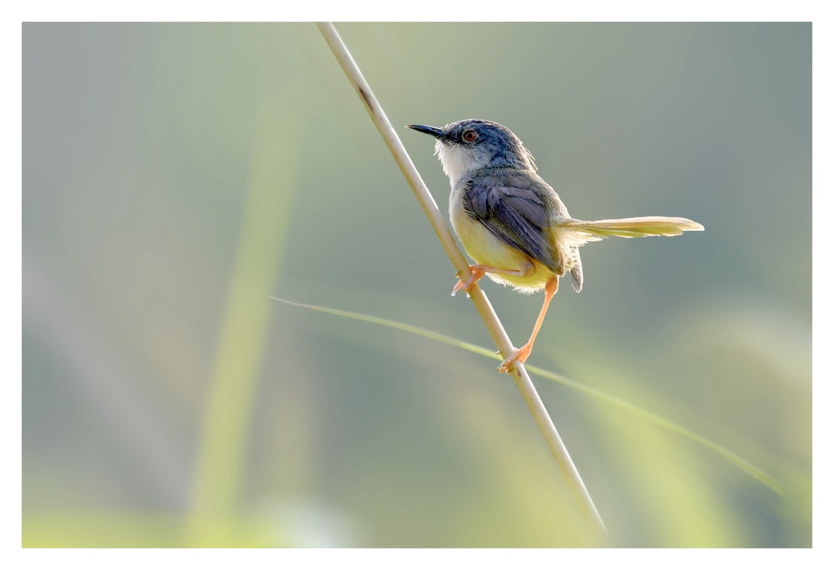 尼康D850拍纯色鹪莺