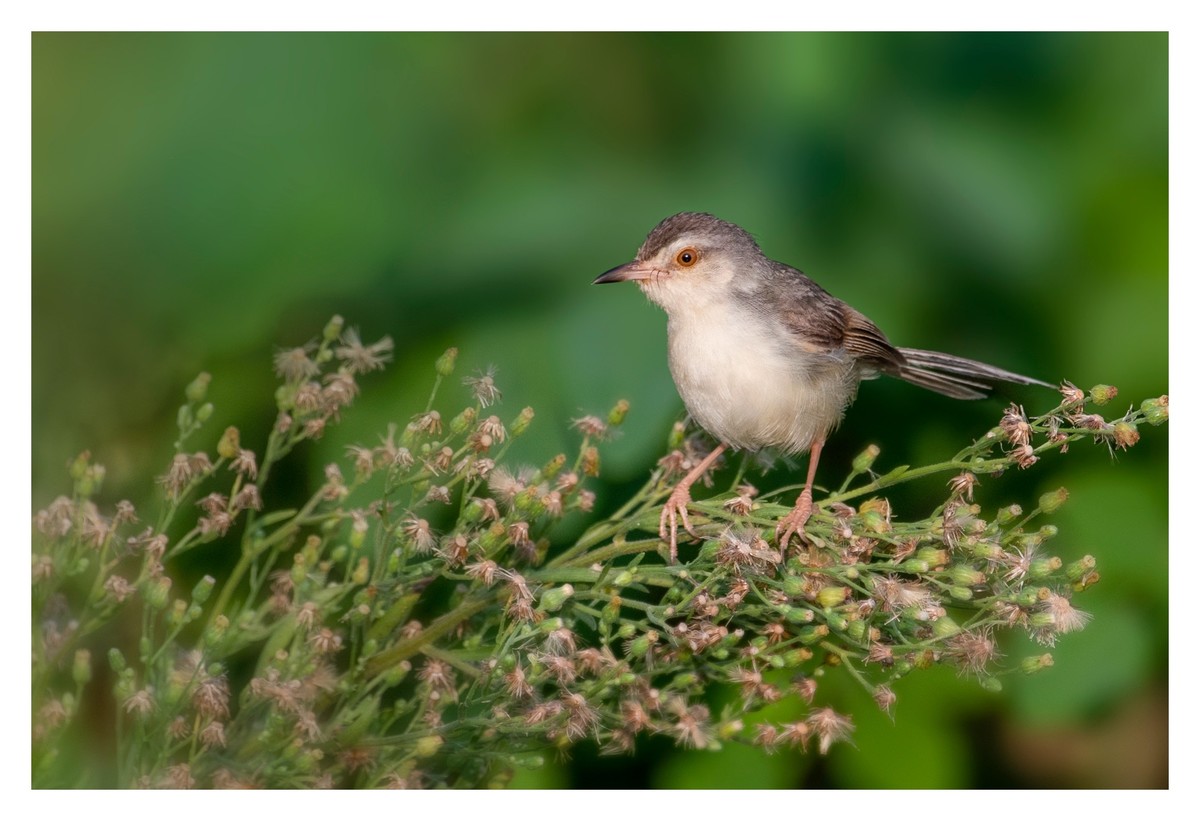 尼康D850拍纯色鹪莺