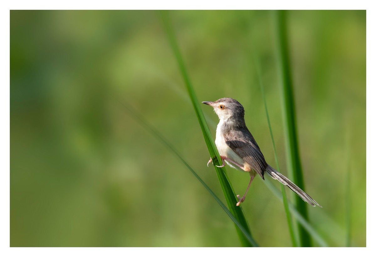 尼康D850拍纯色鹪莺