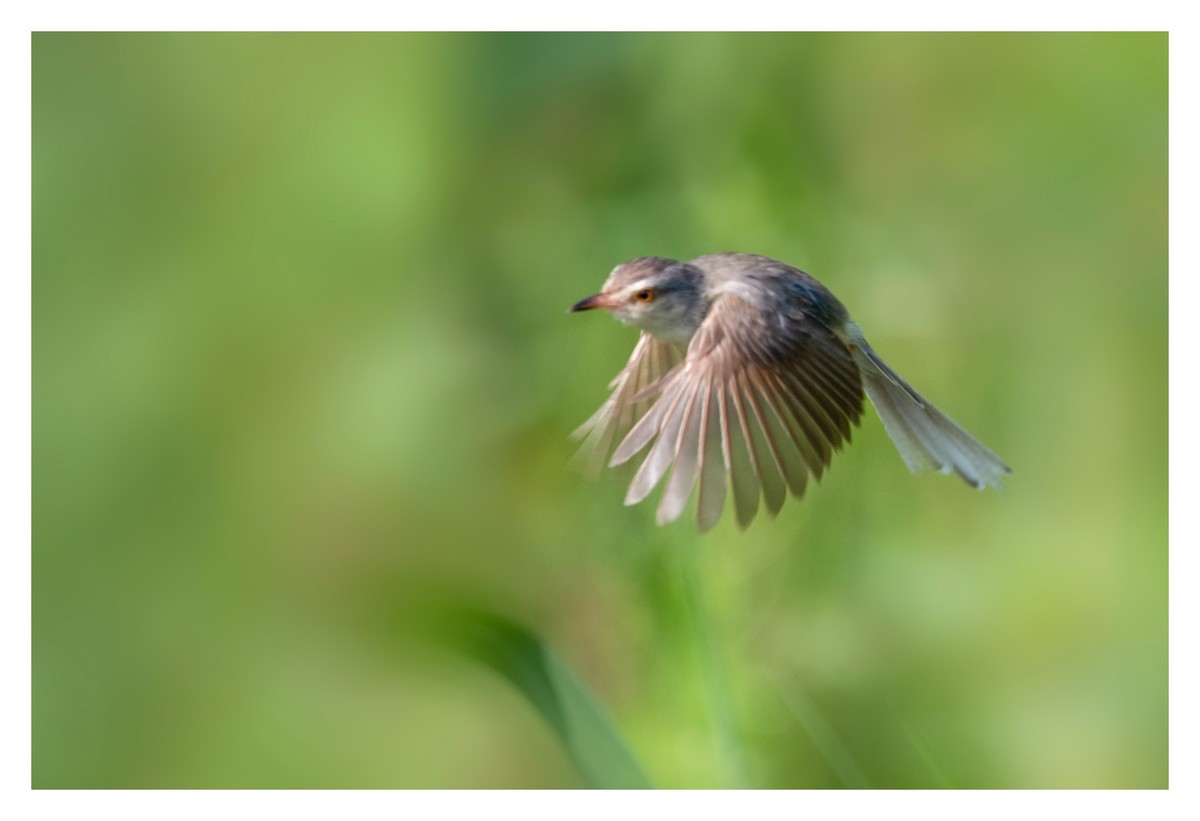 尼康D850拍纯色鹪莺