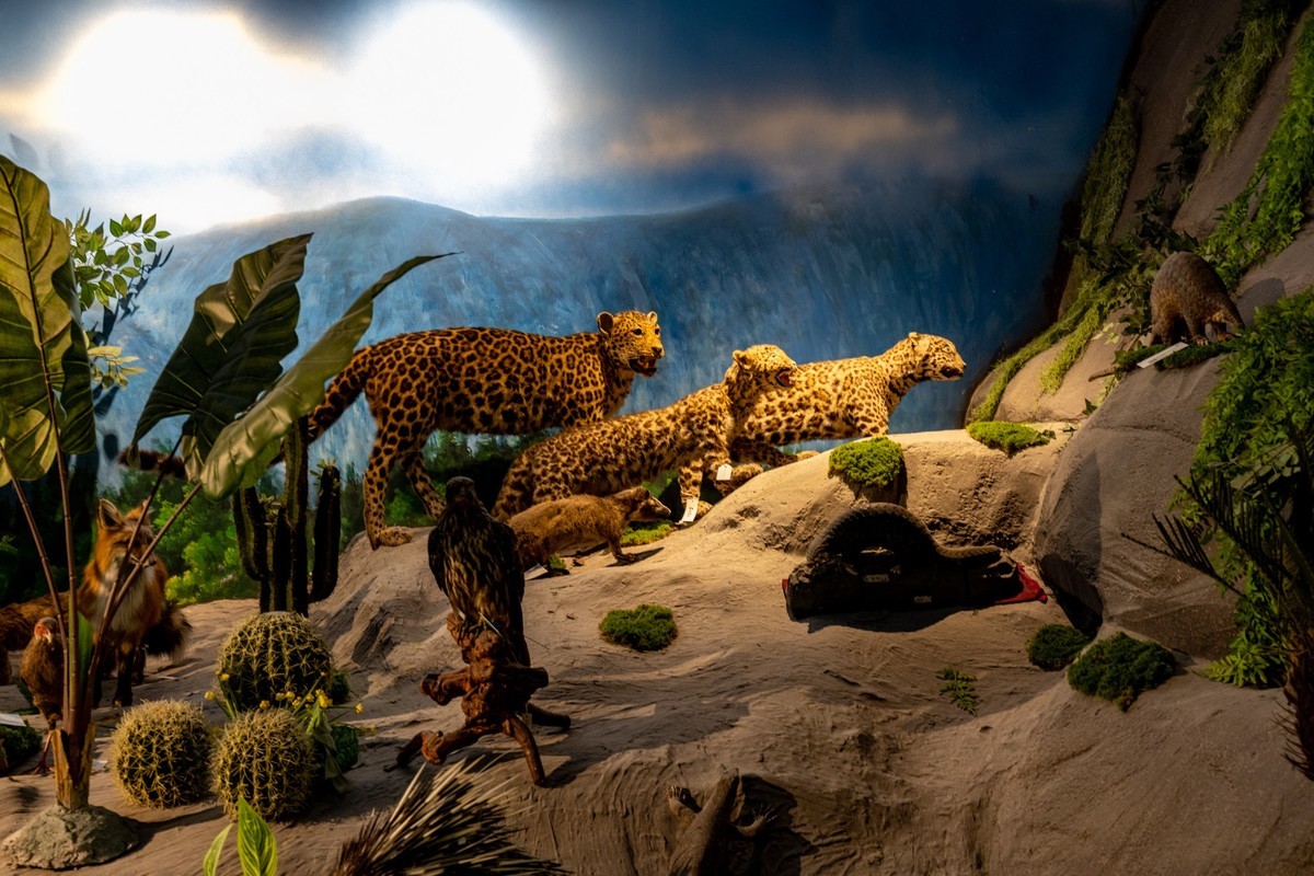 广东中药博物馆（18）