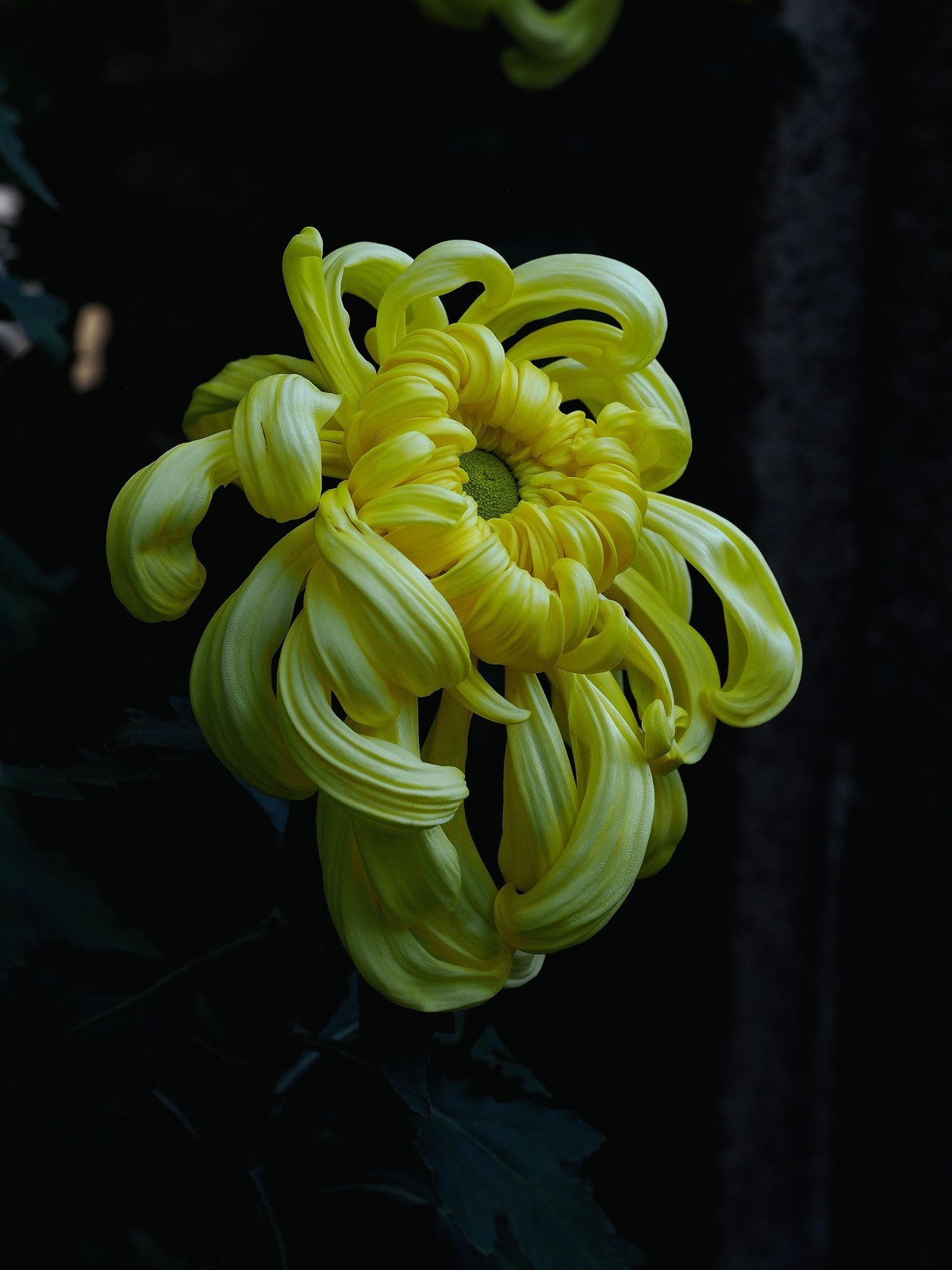 黄花岗公园菊展