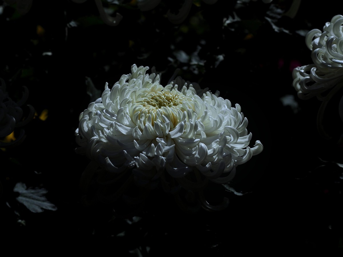 黄花岗公园菊展