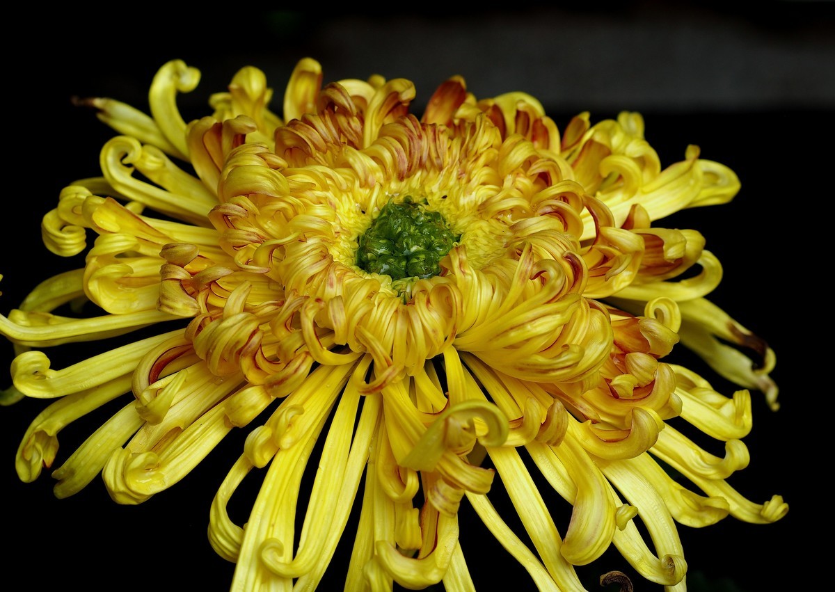 黄花岗公园菊展