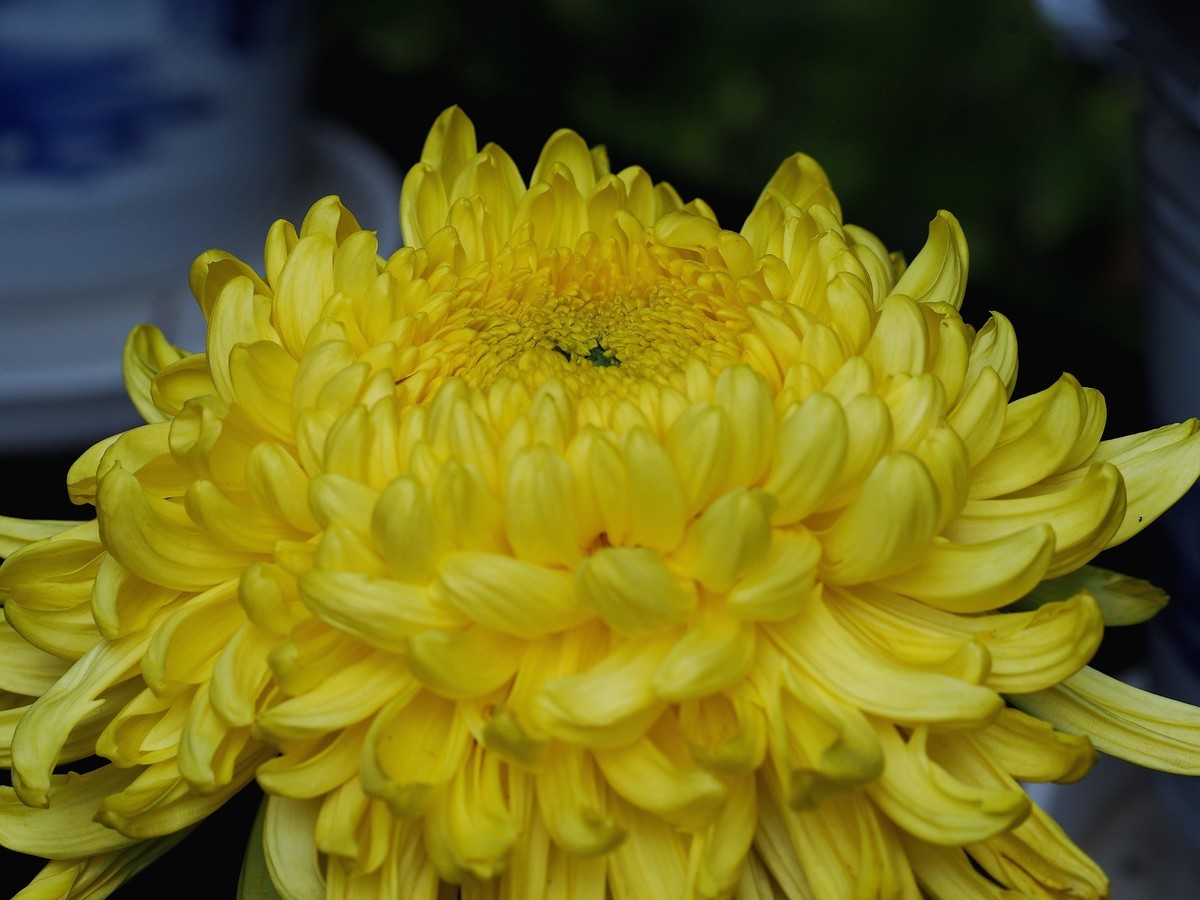 黄花岗公园菊展