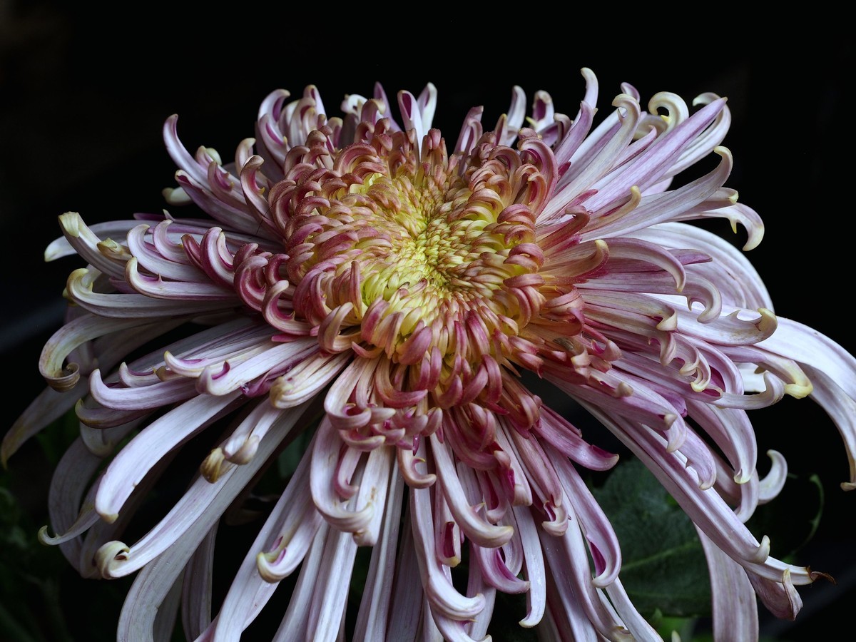 黄花岗公园菊展