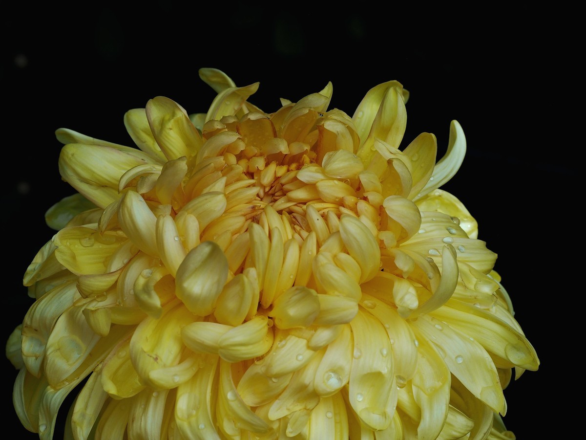 黄花岗公园菊展