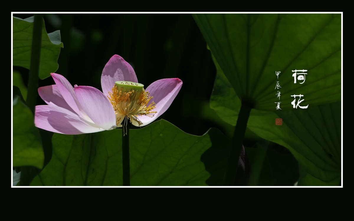 和和美美的的荷花