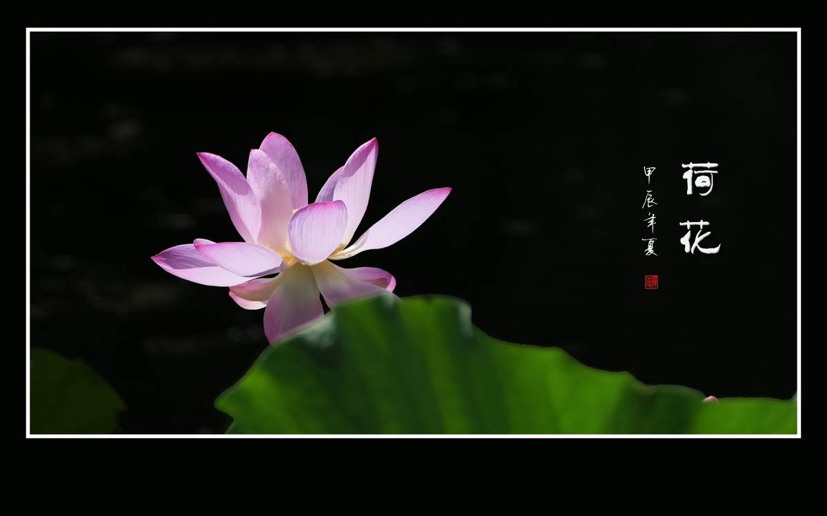 和和美美的的荷花