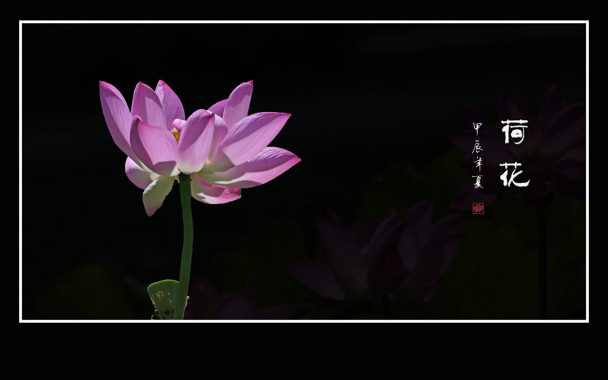 和和美美的的荷花