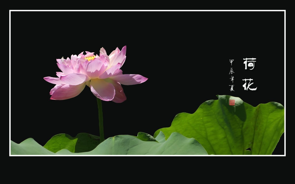 和和美美的的荷花