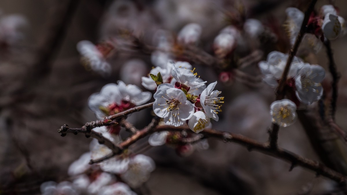 春 光 明 媚，杏 花 绽 放 （ 二 ）