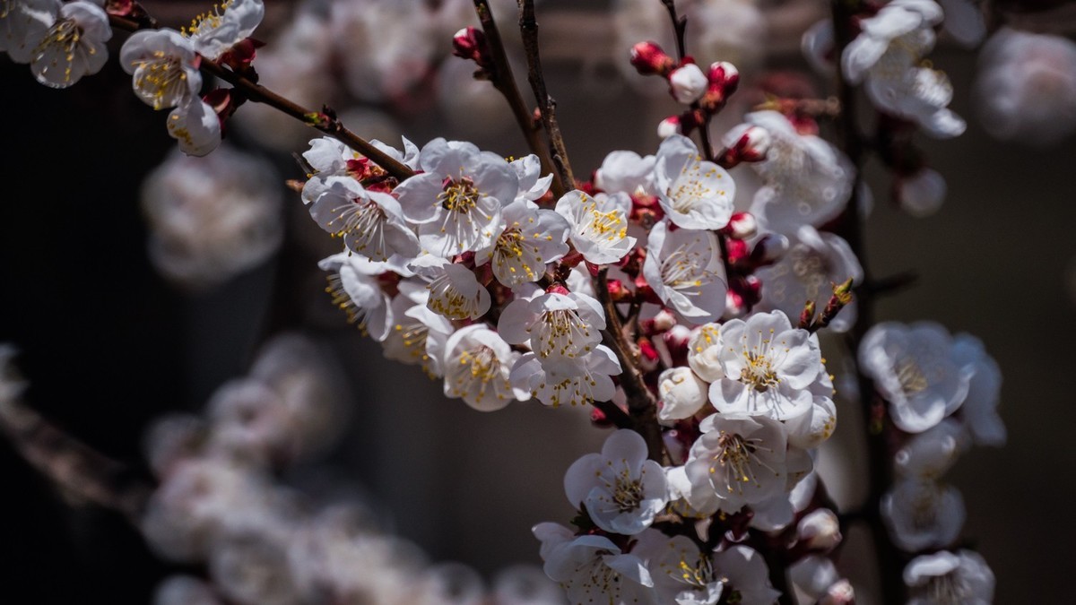 春 光 明 媚，杏 花 绽 放 （ 二 ）
