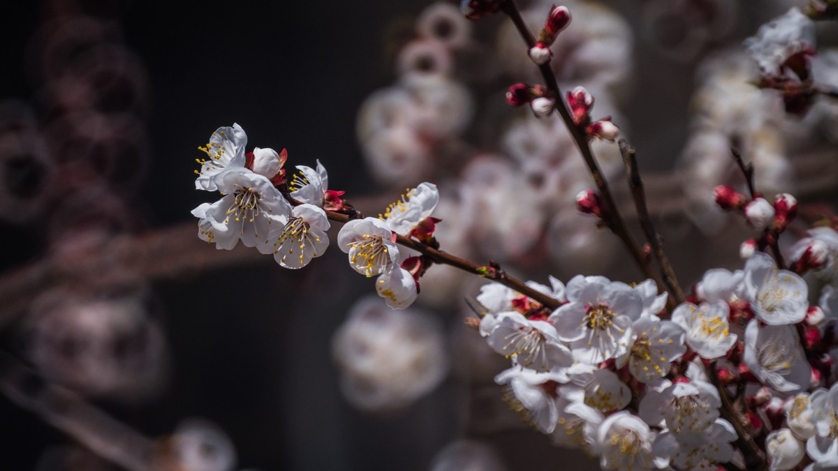 春 光 明 媚，杏 花 绽 放 （ 二 ）