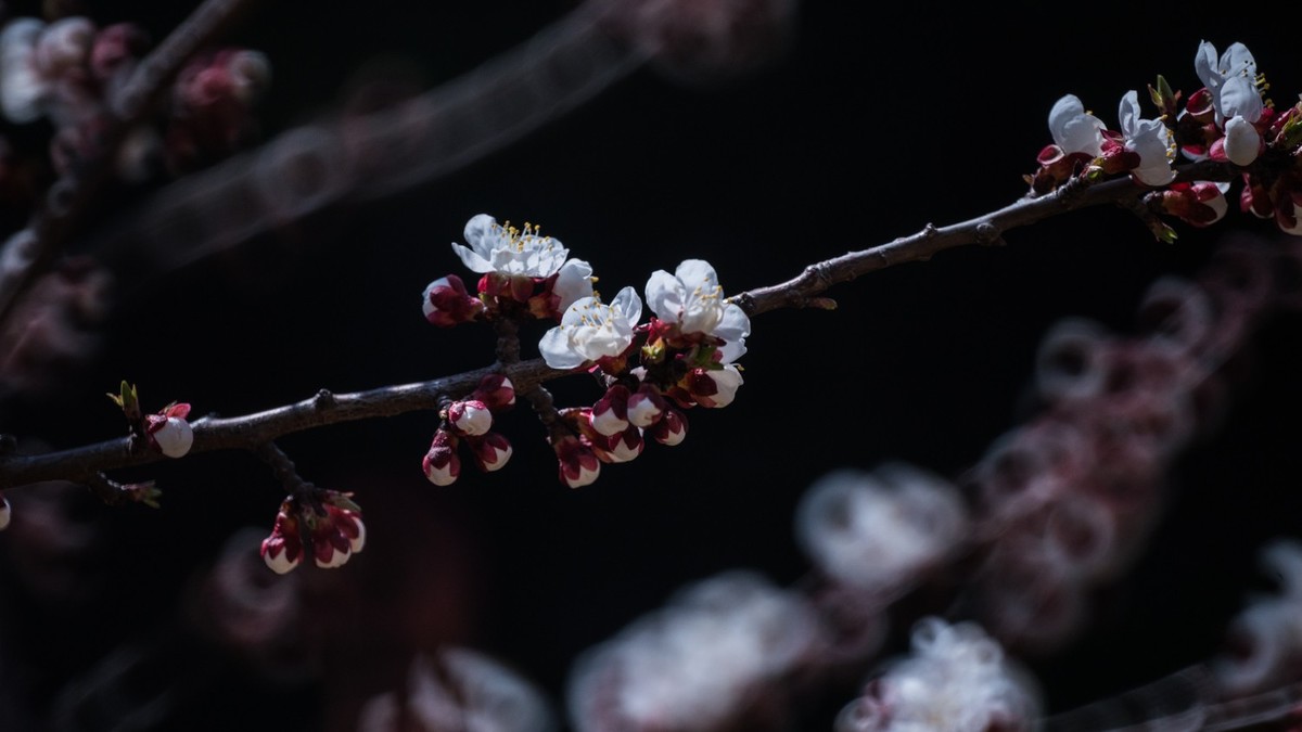 春 光 明 媚，杏 花 绽 放 （ 二 ）