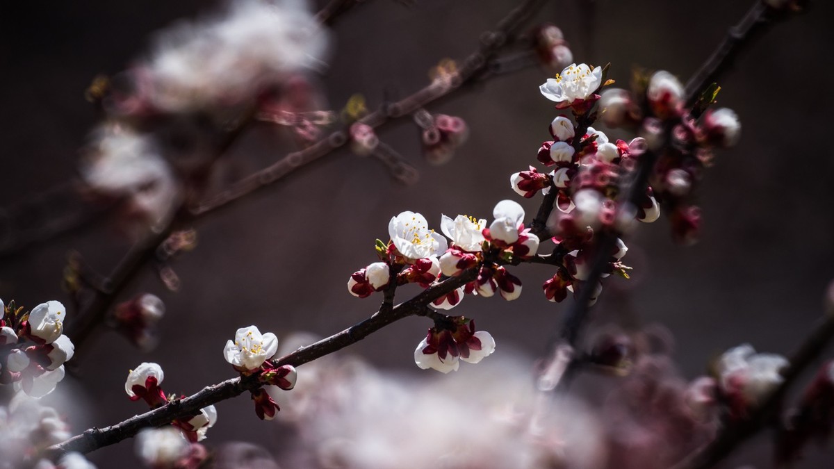 春 光 明 媚，杏 花 绽 放 （ 二 ）