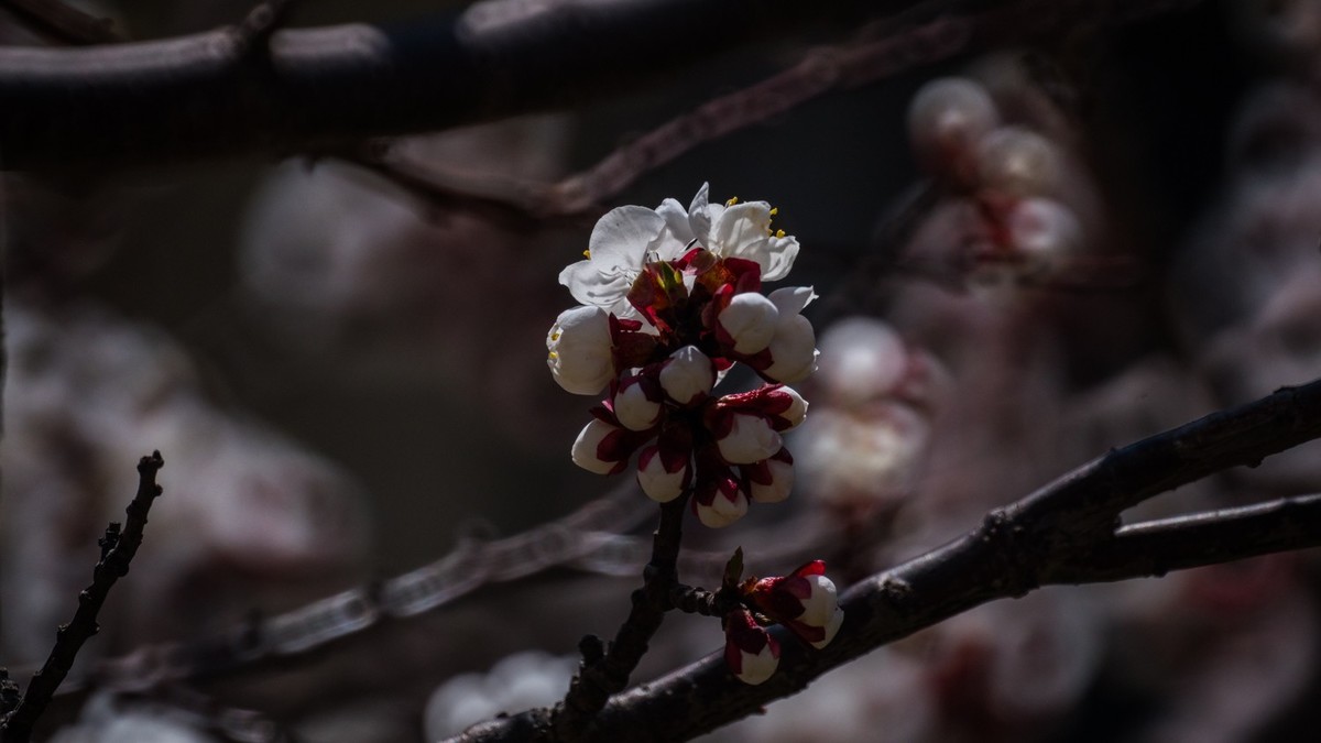 春 光 明 媚，杏 花 绽 放 （ 二 ）