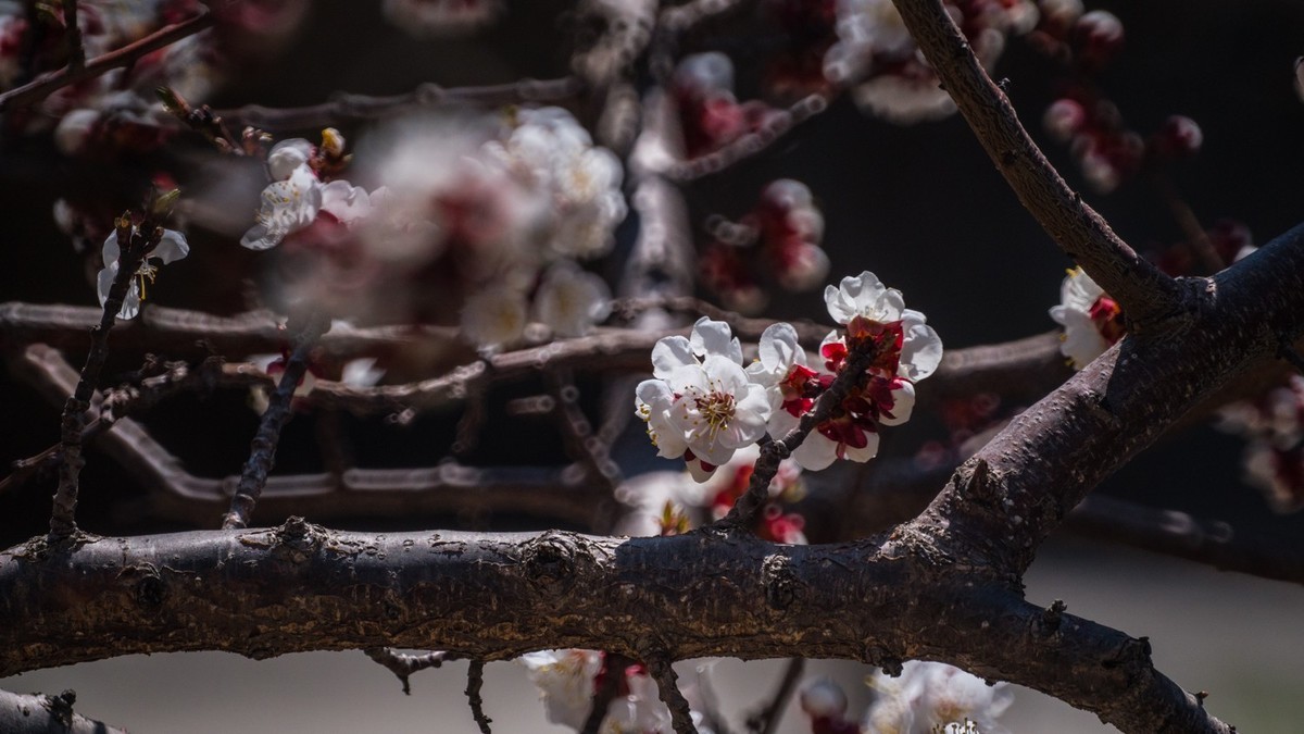 春 光 明 媚，杏 花 绽 放 （ 二 ）