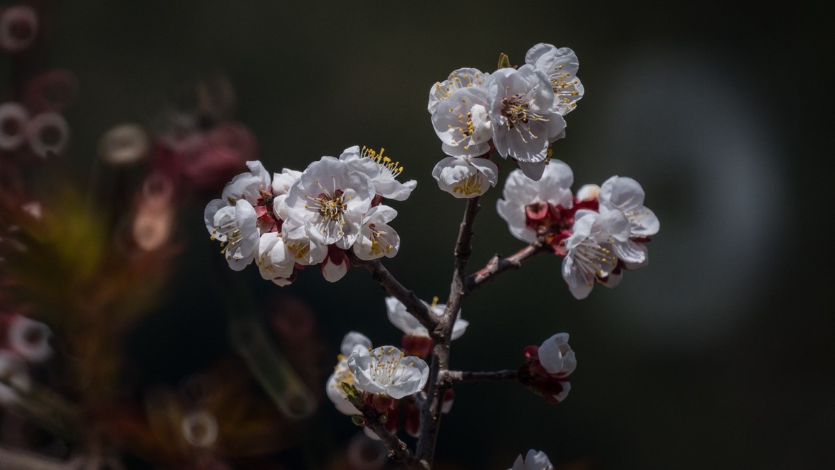 春 光 明 媚，杏 花 绽 放 （ 二 ）