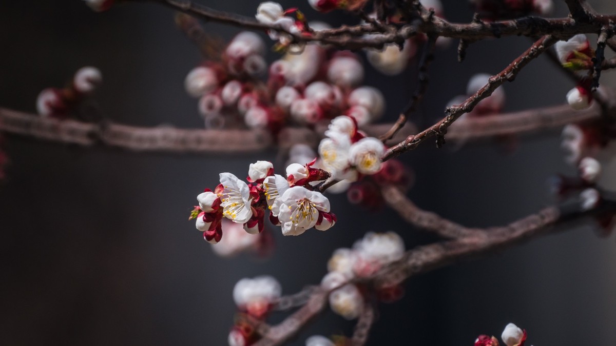 春 光 明 媚，杏 花 绽 放 （ 二 ）