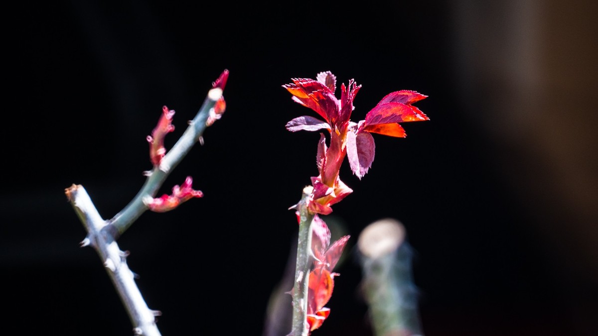 春 光 明 媚，杏 花 绽 放 （ 二 ）