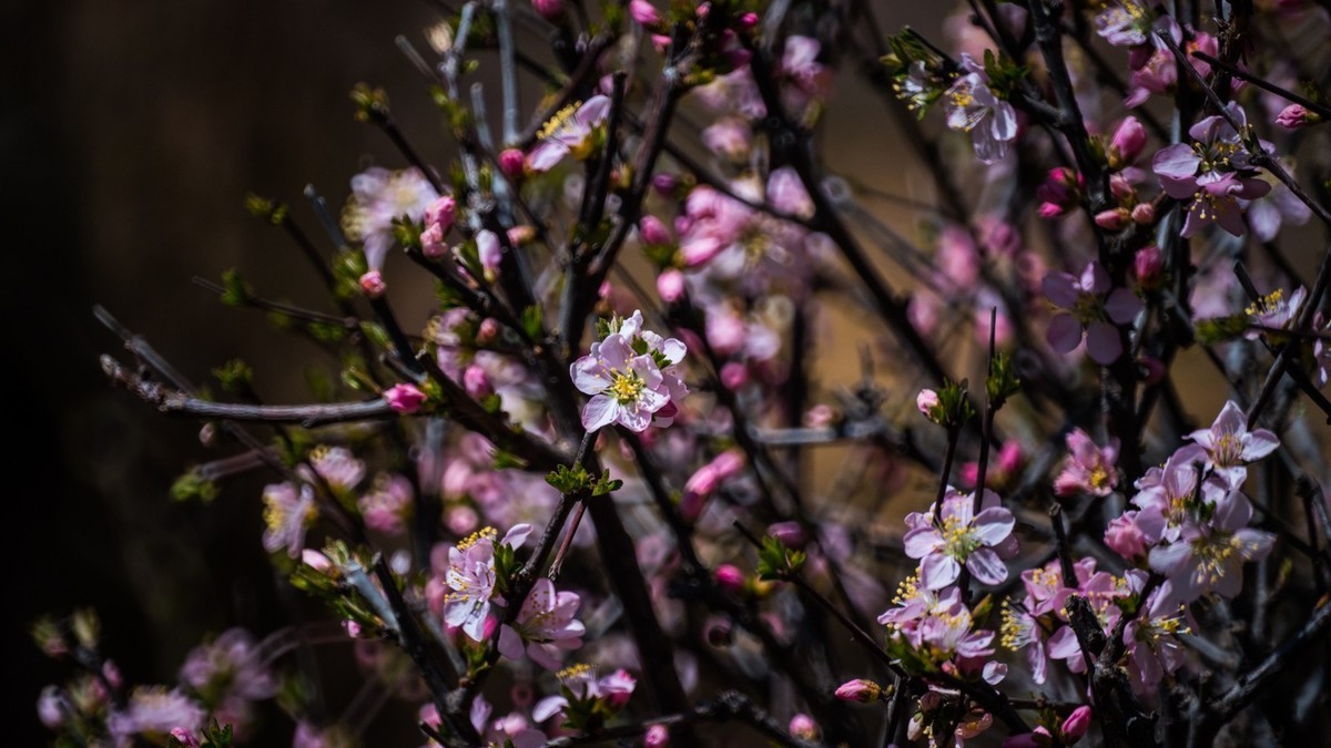 春 光 明 媚，杏 花 绽 放 （ 二 ）