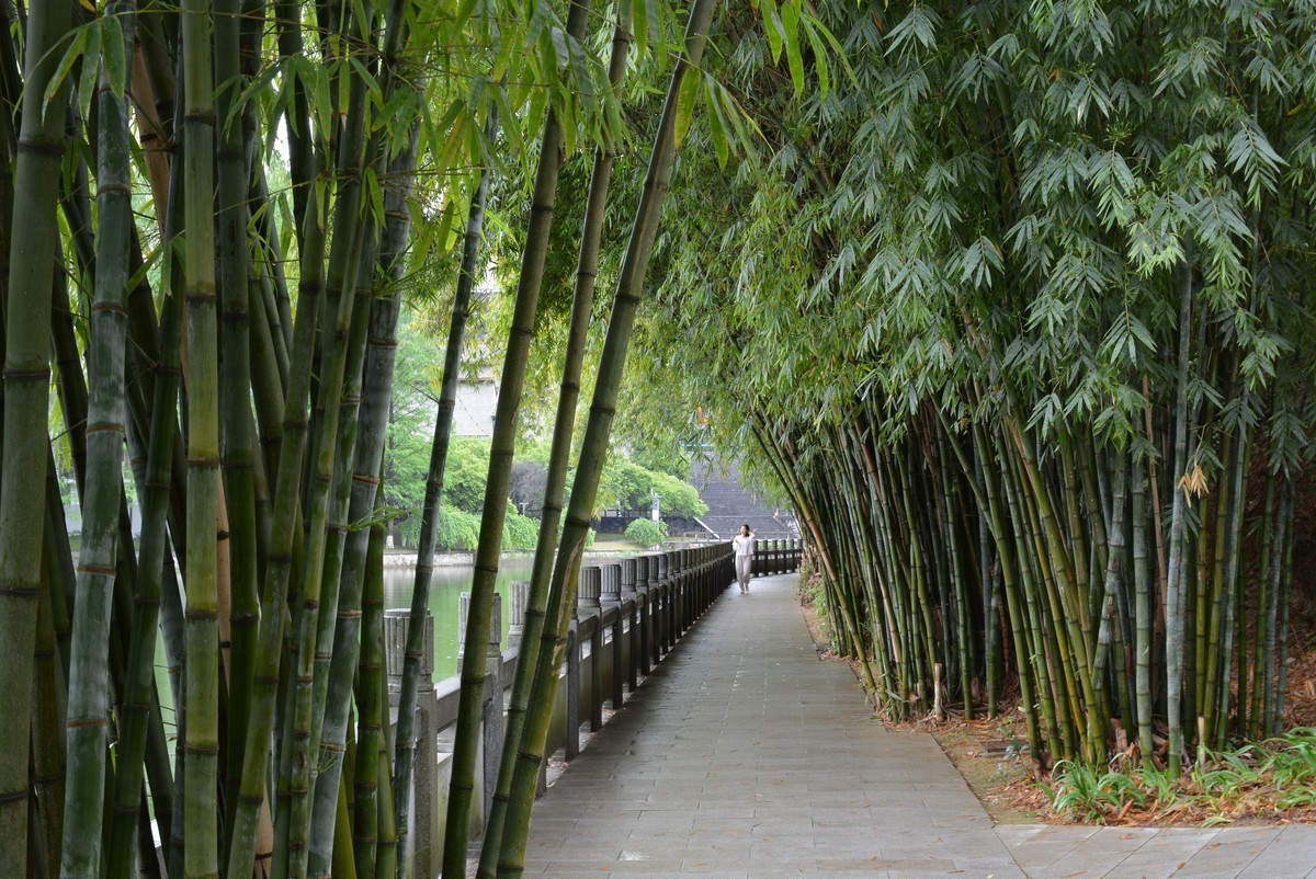 校园春色绿油油