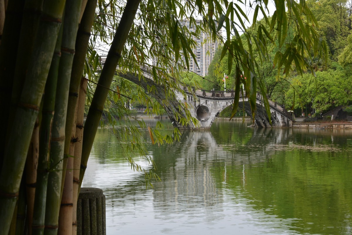 校园春色绿油油